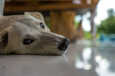 Close-up of a dog looking away