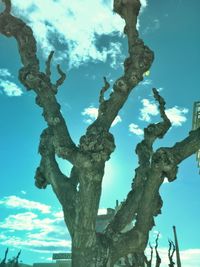 Low angle view of tree against sky