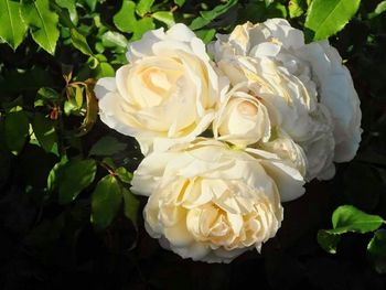 Close-up of white rose roses