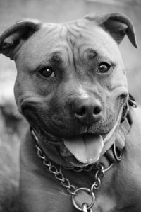 Close-up portrait of a dog