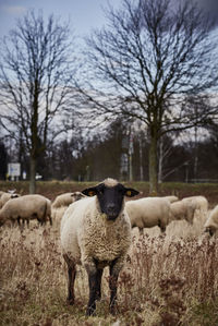 Sheep standing in a field