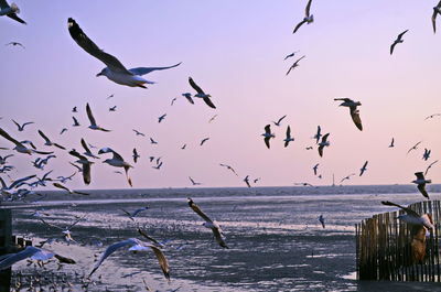 Seagulls flying over sea against sky