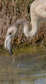 Close-up of bird drinking water