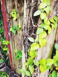 Close-up of ivy growing on tree trunk