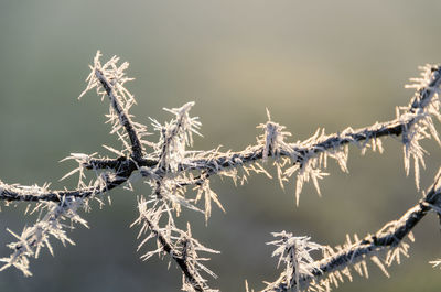 Close-up of plant during winter