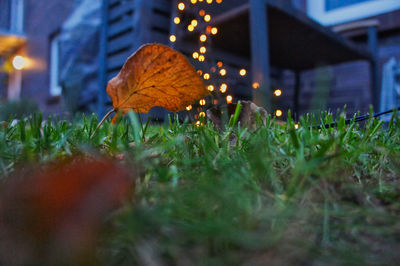 Close-up of autumn leaves on field