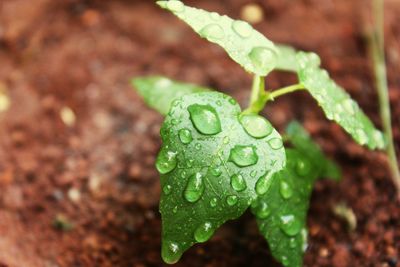 Close-up of wet plant