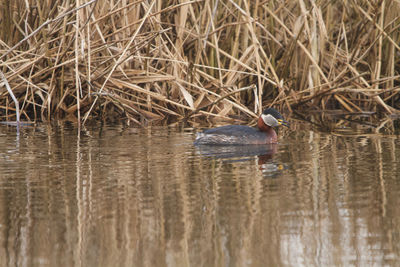 View of duck swimming in lake