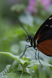 Close-up of butterfly on leaf