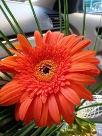 Close-up of red flower