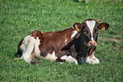 Portrait of cow sitting on grassy field