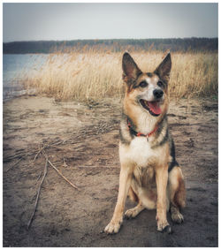 Portrait of dog sitting on land