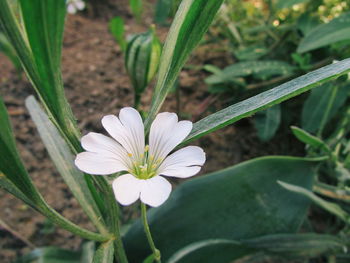 Close-up of white flowering plant