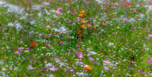 Low angle view of flower tree