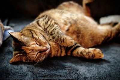 Close-up of a cat sleeping