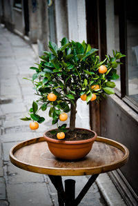 Close-up of plant on table