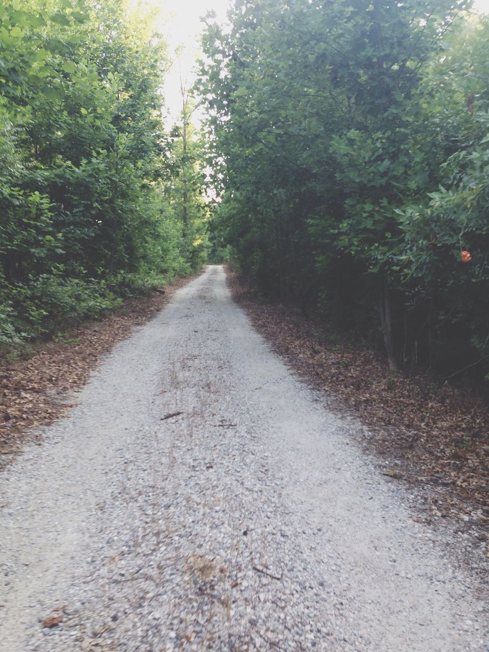 the way forward, tree, diminishing perspective, vanishing point, transportation, growth, road, tranquility, dirt road, nature, footpath, tranquil scene, empty road, sunlight, forest, narrow, outdoors, plant, long, day