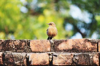 Bird perching on retaining wall