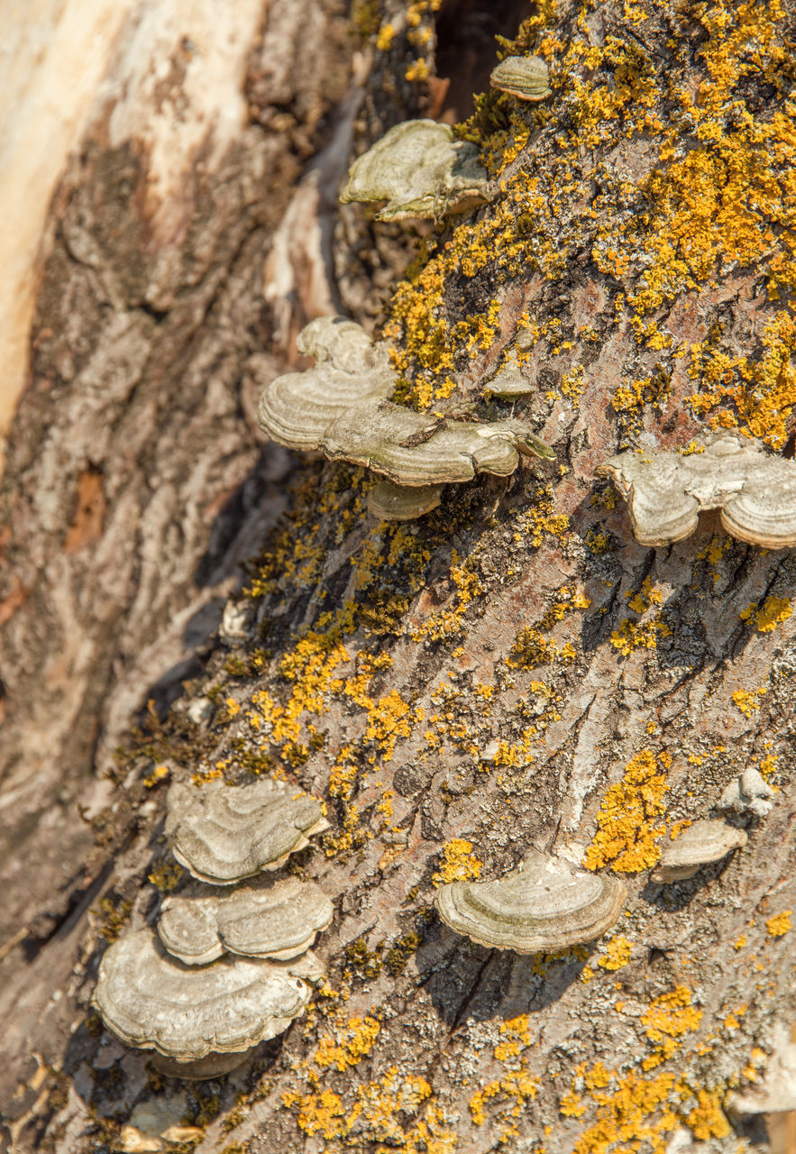 CLOSE-UP OF LICHEN ON ROCK