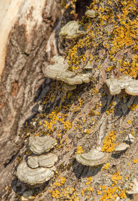 Close-up of lichen on tree trunk