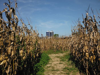 Crops growing on field against sky