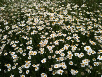 High angle view of white flowering plants on field