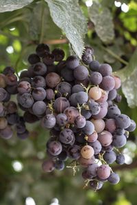 Close-up of grapes growing in vineyard