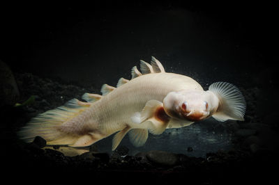 Fish swimming in sea