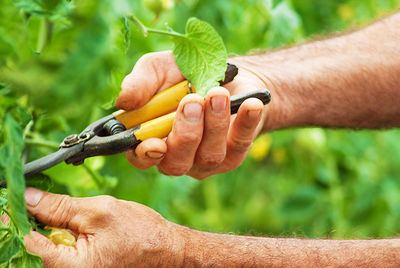 Gardener working at natural growing garden greenhouse outdoor sunny day