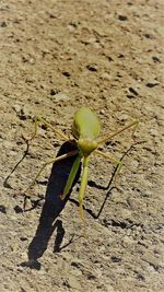 High angle view of insect on a land