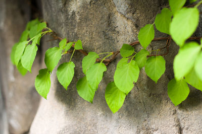 Close-up of plant hanging outdoors