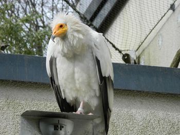 Close-up of owl perching on metal