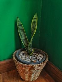 Close-up of potted plant on table