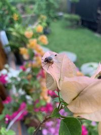 Close-up of insect on flower