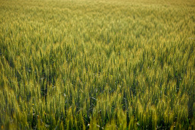 Wide angle of green ears of wheat in a vast field in italy
