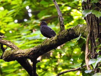 Low angle view of bird perching on tree