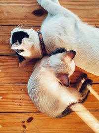 High angle view of dog sleeping on hardwood floor