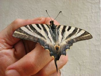 Close-up of cropped hand holding butterfly