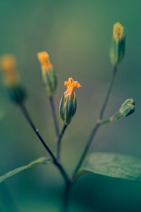 Close-up of flowering plant