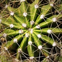 Close-up of prickly pear cactus