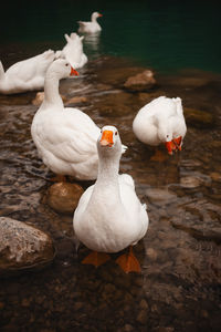 Close-up of swans in lake