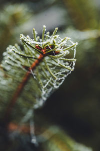 Close-up of snow on plant in forest