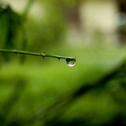 Close-up of water drops on plant