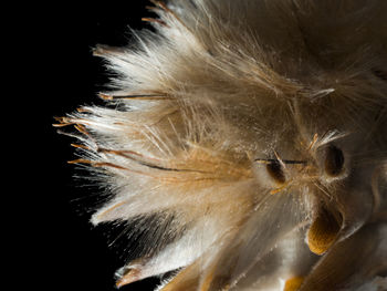 Close-up of dandelion over black background