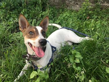 Portrait of dog on field