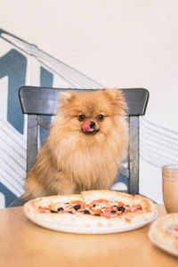 Pomeranian spitz is sitting in cafe with pizza and cup of coffee. junk food for concept. 