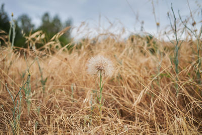 Close-up of dandelion on field