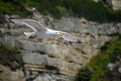 Close-up of seagull flying