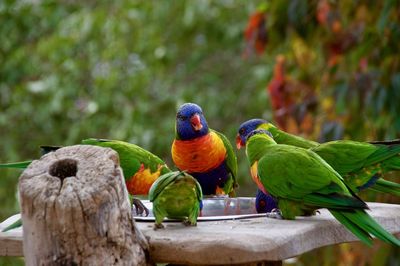 View of birds perching on wood