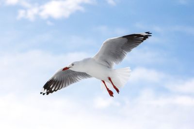 Low angle view of seagull flying against sky